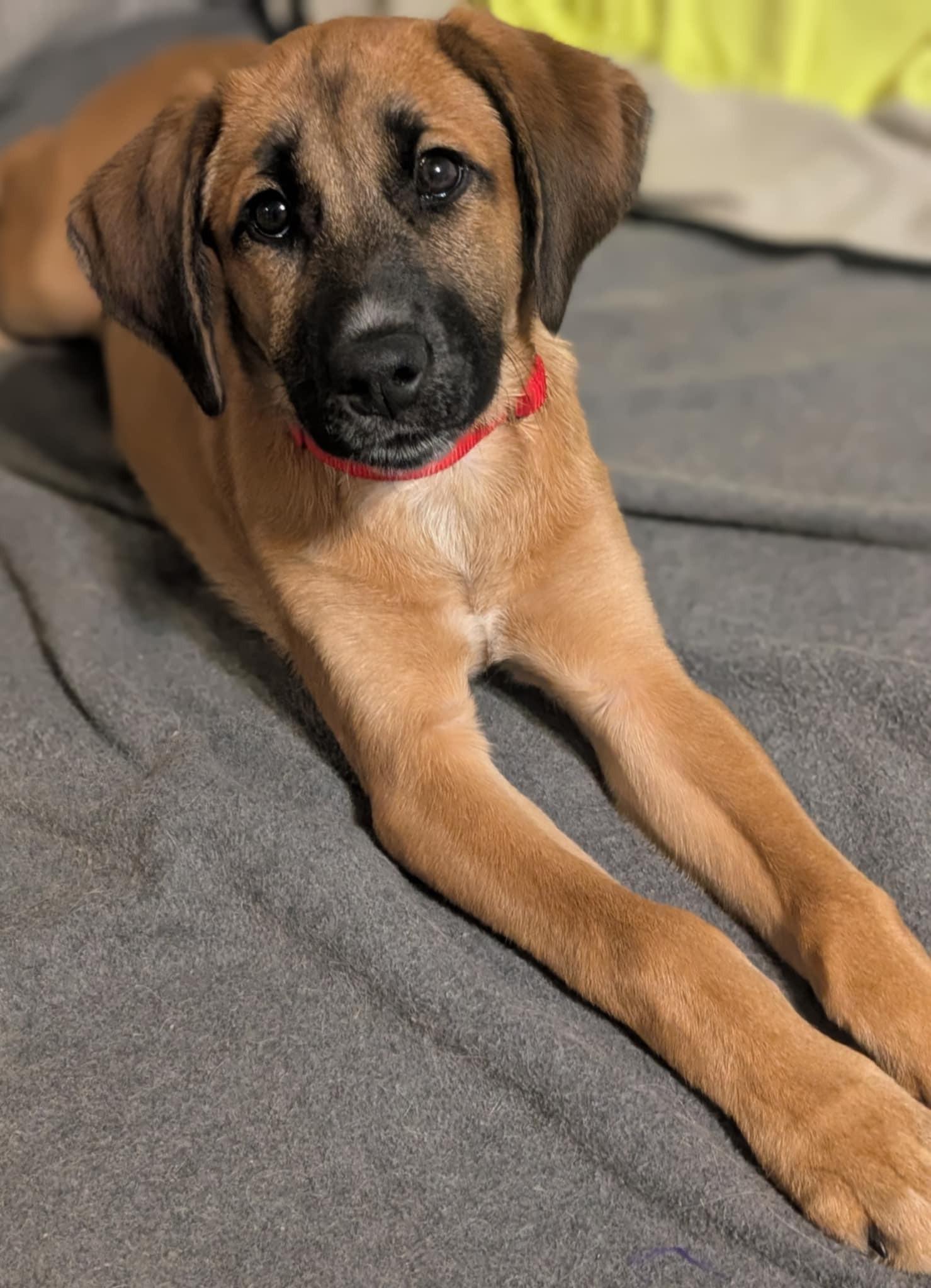 Franklin, Young Female Belgian Shepherd / Malinois