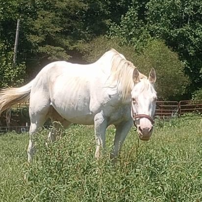 Winter, Adult Male unknown