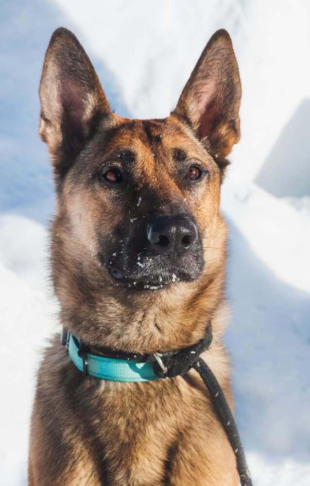 Laki, Adoptable, Adult Male Shepherd.