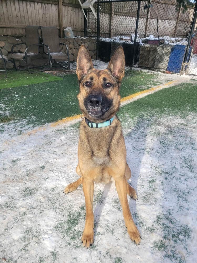 Enlarge Laki, a Adoptable mixed breed in Groveland, MA image 2/6