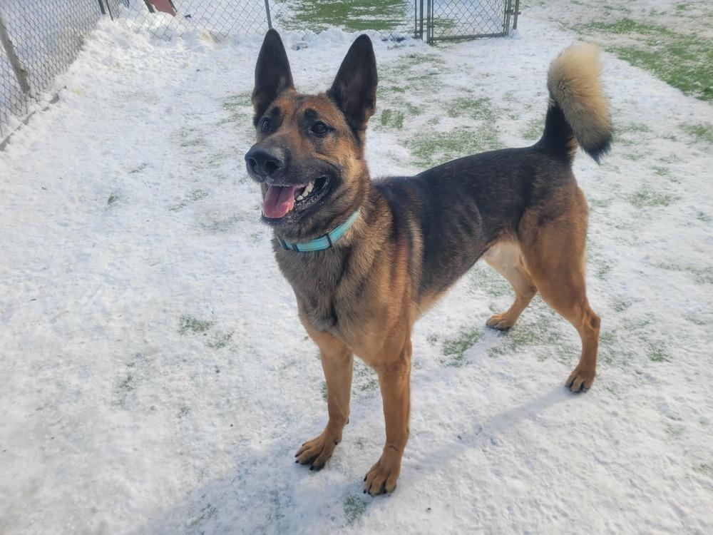 Enlarge Laki, a Adoptable mixed breed in Groveland, MA image 3/6