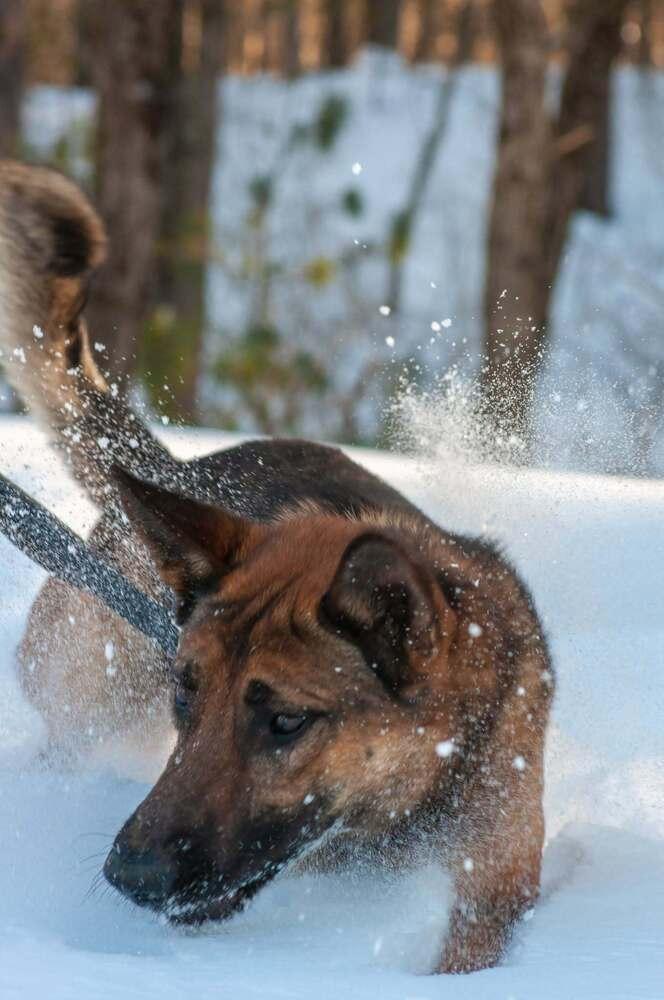 Enlarge Laki, a Adoptable mixed breed in Groveland, MA image 5/6