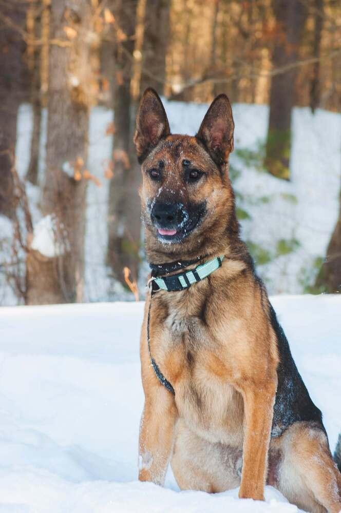 Laki, Adoptable, Adult Male Shepherd.
