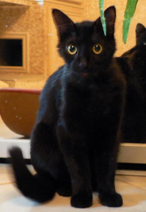 Tommy Tippy Toes, Adoptable, Adult Male Havana & Siamese.