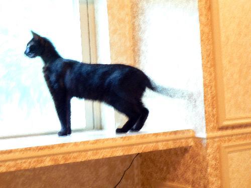 Enlarge Tommy Tippy Toes, a Adoptable mixed breed in Alvin, TX image 2/6