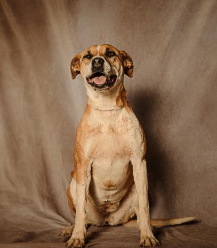 Ruby, Adoptable, Adult Female Hound.
