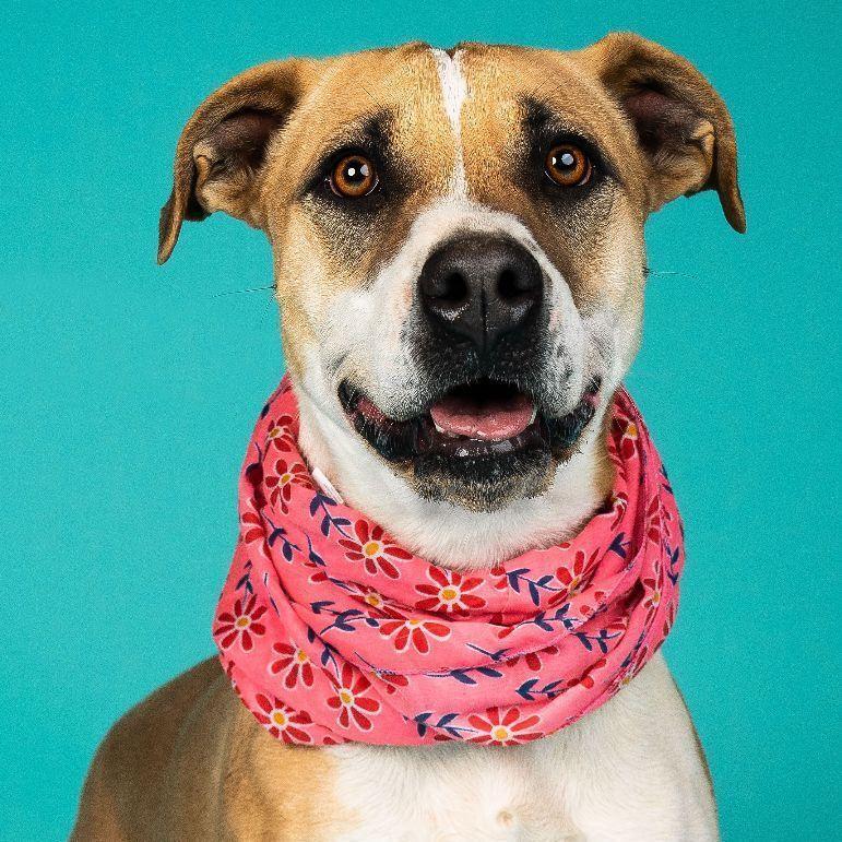 Ruby, a Adoptable mixed breed in Lubbock, TX image 2/6