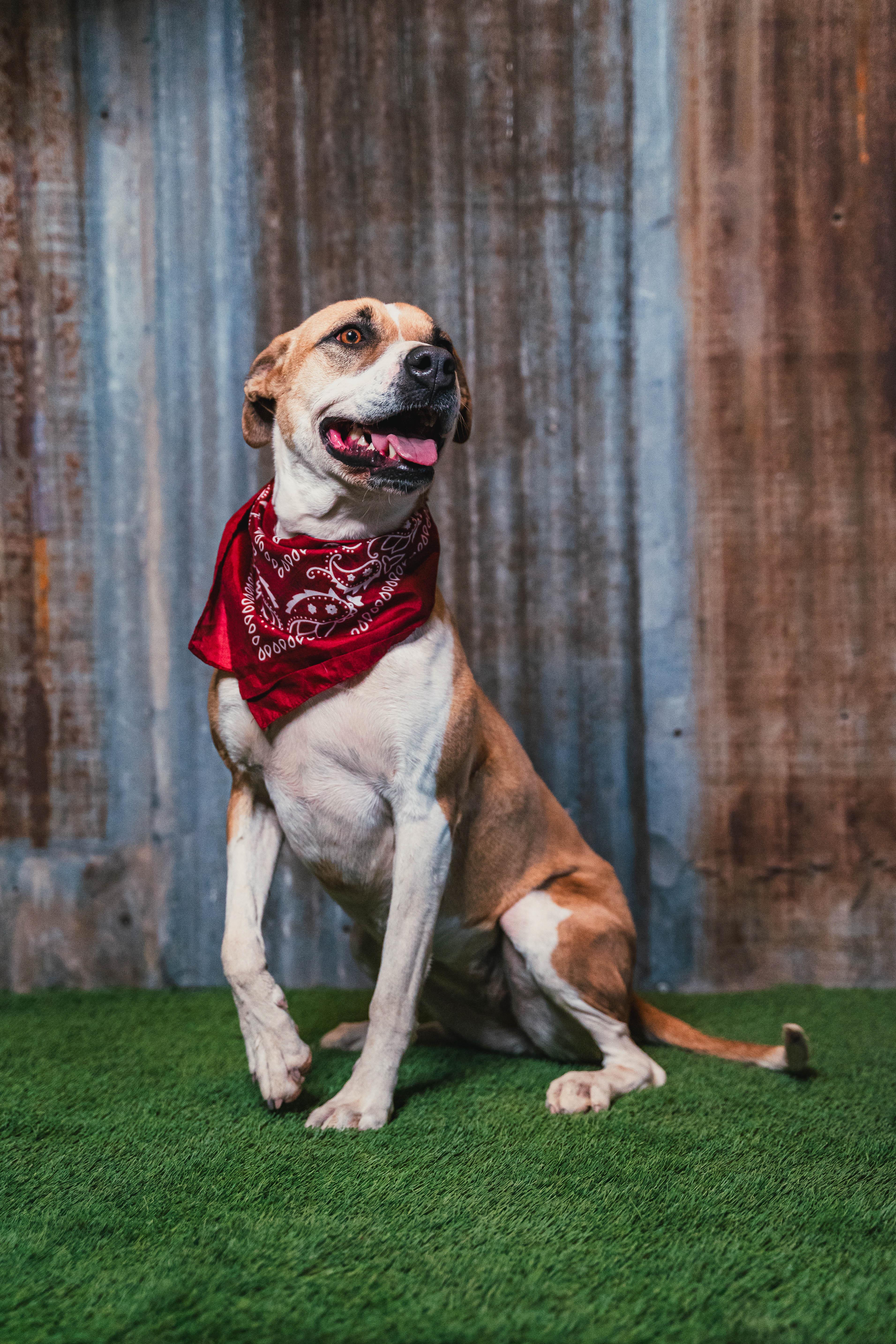Ruby, Adoptable, Adult Female Hound.