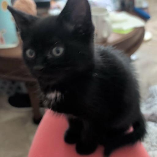 Goose, Adoptable, Kitten Male Domestic Medium Hair.
