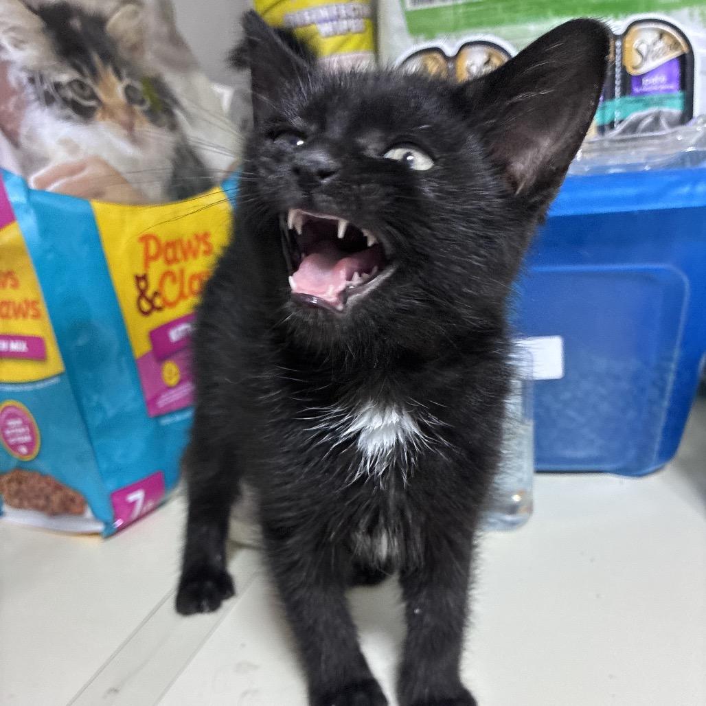 Goose, a Adoptable Domestic Medium Hair in Mocksville, NC image 2/5