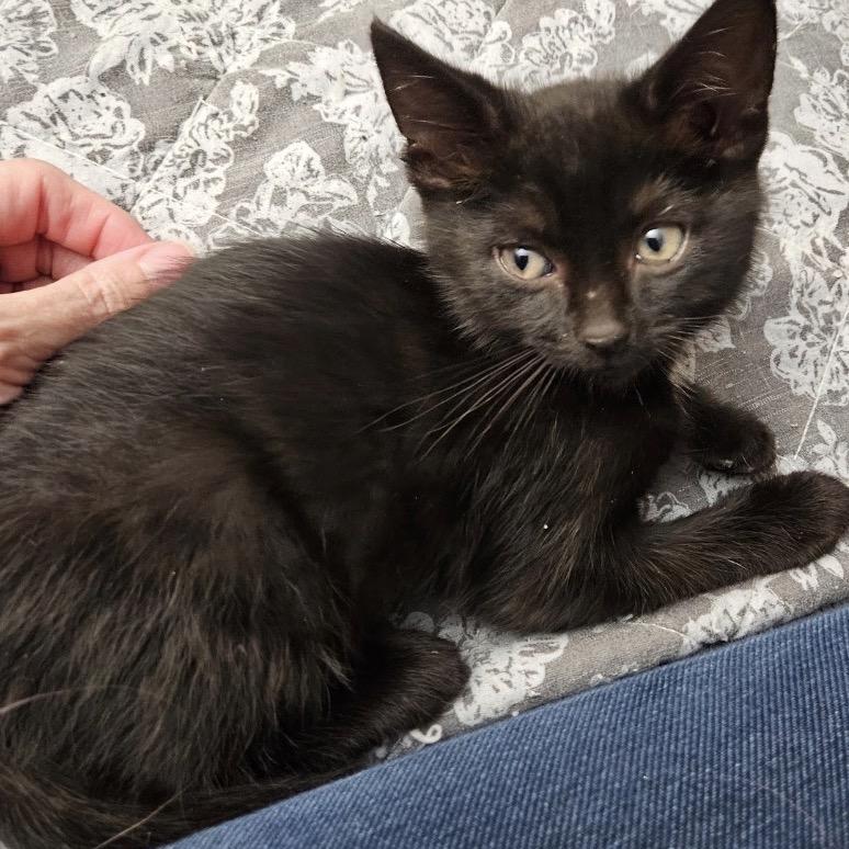 Goose, a Adoptable Domestic Medium Hair in Mocksville, NC image 3/5