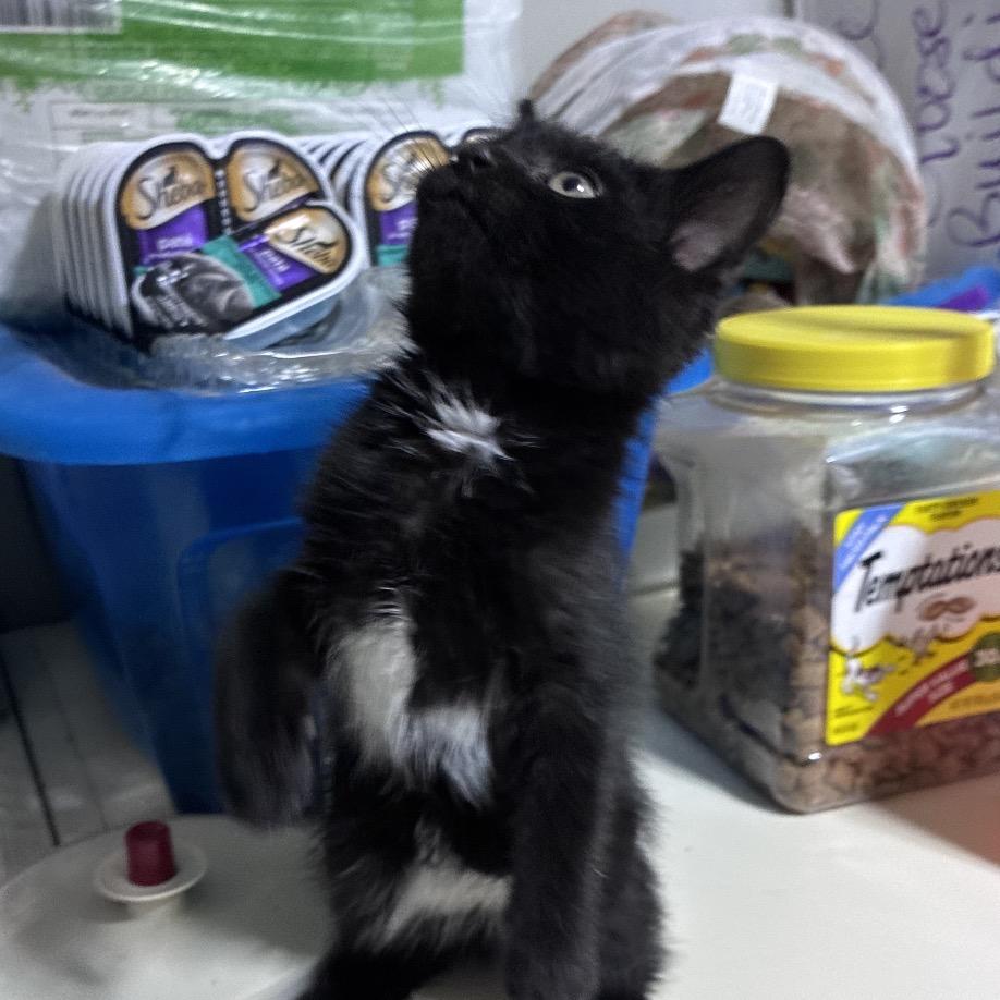 Goose, a Adoptable Domestic Medium Hair in Mocksville, NC image 4/5