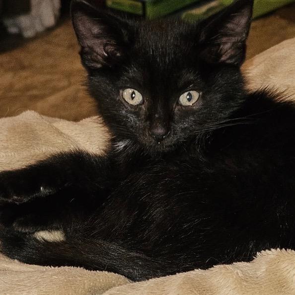 Goose, a Adoptable Domestic Medium Hair in Mocksville, NC image 5/5