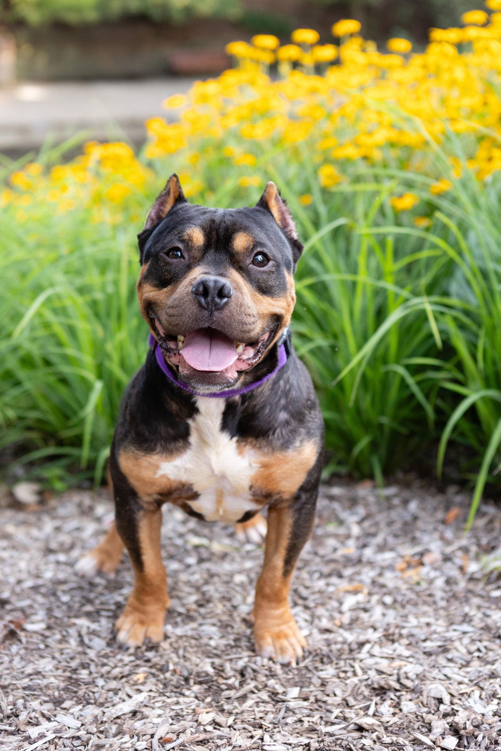 Kirby, a Adopted Pit Bull Terrier in Crete, IL image 1/3