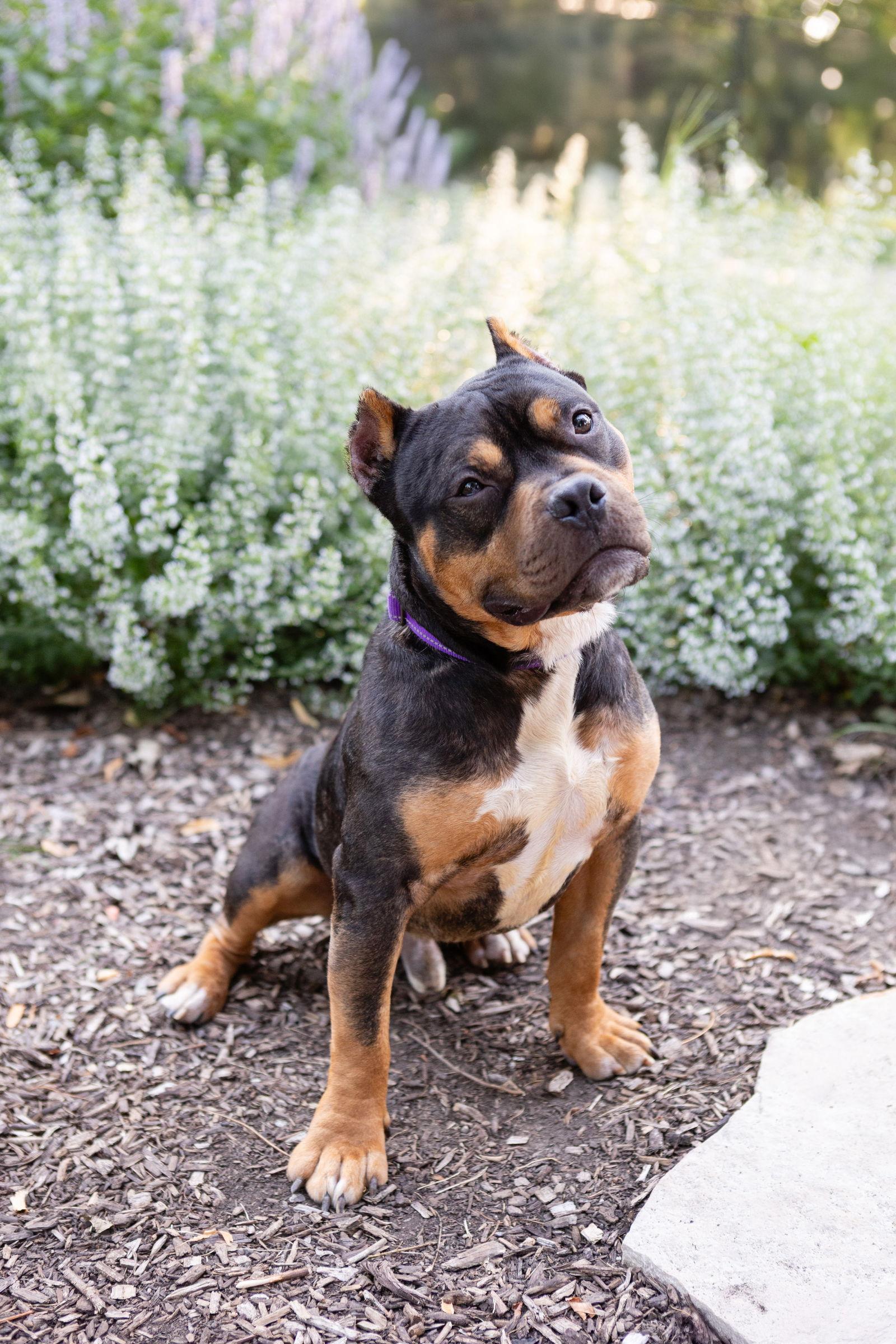 Kirby, a Adopted Pit Bull Terrier in Crete, IL image 3/3