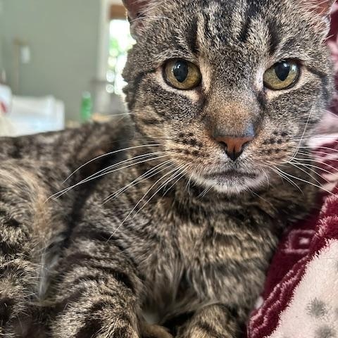 Enlarge Betty, a ADOPTABLE mixed breed in Cedars, PA image 3/4