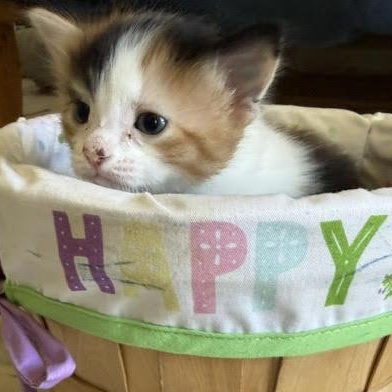 Tilly (Cheri), an adopted Calico in Woodland Hills, CA image 2/4