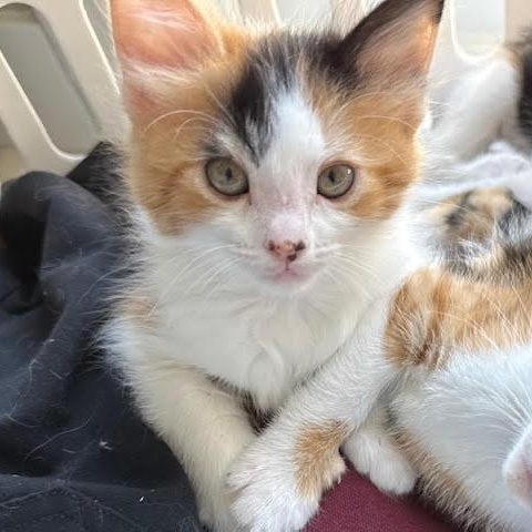Tilly (Cheri), an adopted Calico in Woodland Hills, CA image 4/4