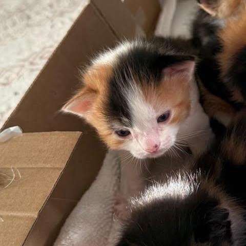 Tilly (Cheri), an adopted Calico in Woodland Hills, CA image 3/4