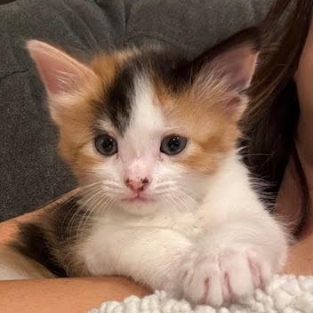 Tilly (Cheri), adopted, Kitten Female Calico.
