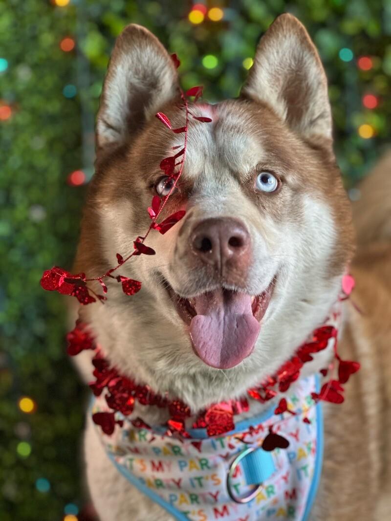 Enlarge Donald-One of our Amazing Rescue Dogs, a Adoptable mixed breed in Davis, CA image 1/1