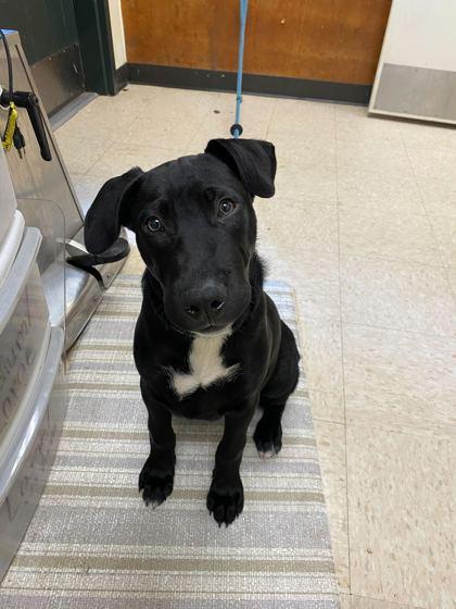 Duke, Adoptable, Puppy Male Labrador Retriever & Mixed Breed.