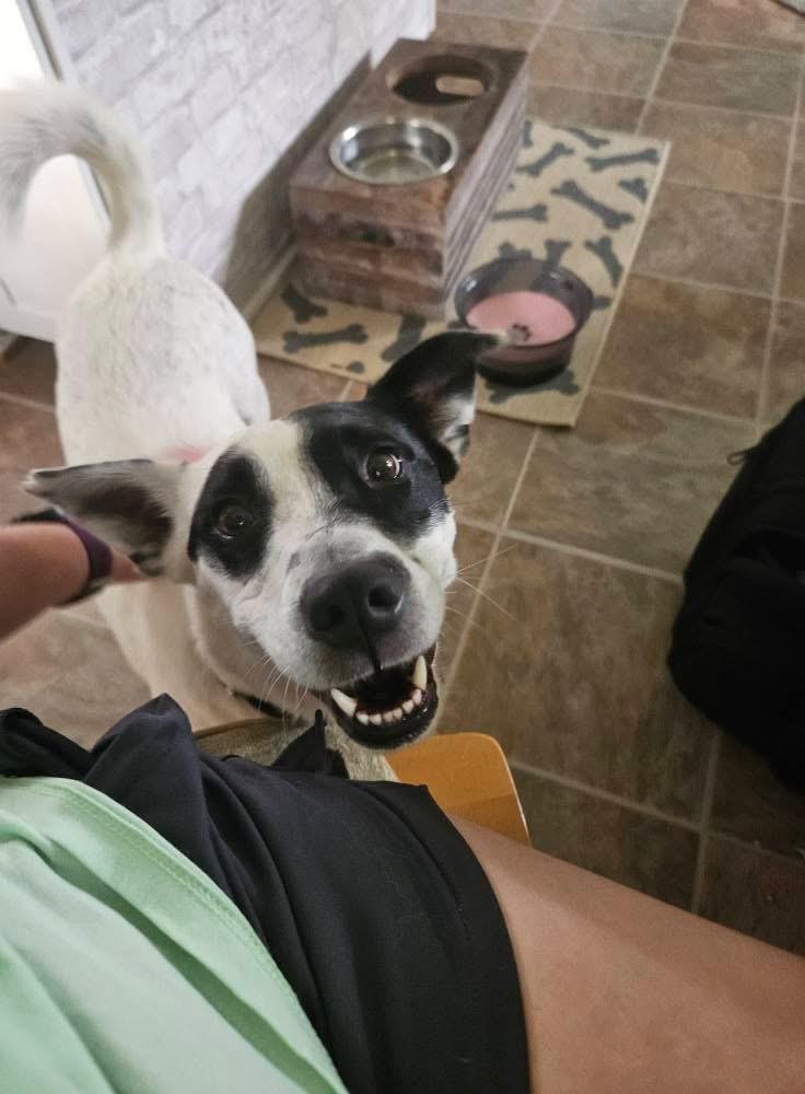 Enlarge Wendy- adoption fee waived!, a Adopted mixed breed in Pigeon, MI image 3/5