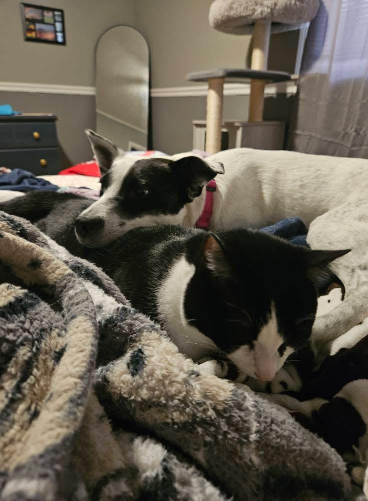 Enlarge Wendy- adoption fee waived!, a Adopted mixed breed in Pigeon, MI image 2/5