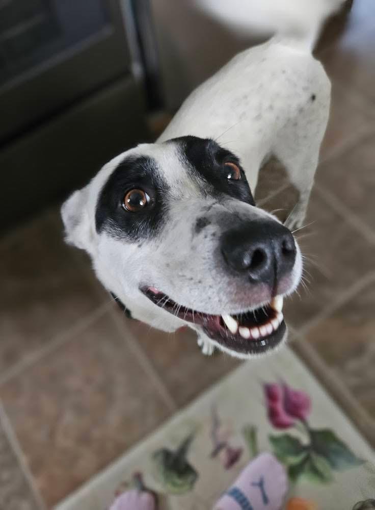 Enlarge Wendy- adoption fee waived!, a Adopted mixed breed in Pigeon, MI image 5/5