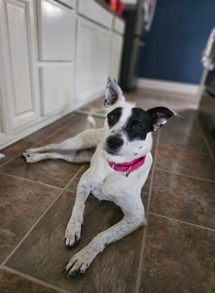 Enlarge Wendy- adoption fee waived!, a Adopted mixed breed in Pigeon, MI image 1/5