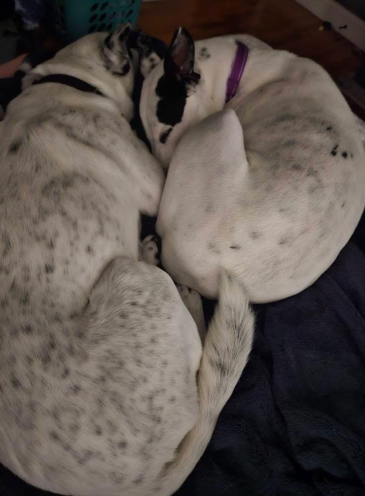 Enlarge Wendy- adoption fee waived!, a Adopted mixed breed in Pigeon, MI image 4/5