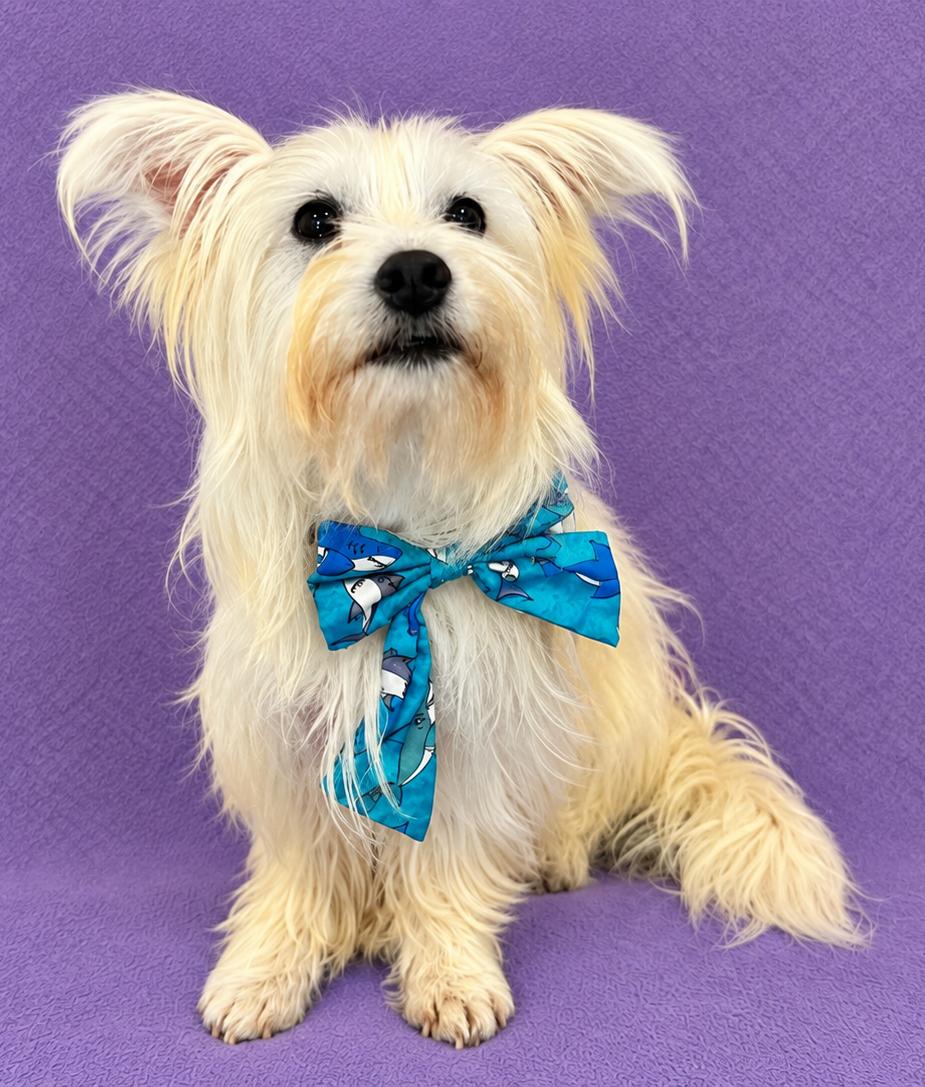 Enlarge Milo (white), a Adoptable mixed breed in Lodi, CA image 3/6