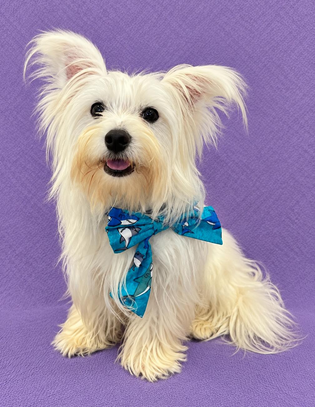 Milo (white), Adoptable, Young Male Maltese & Papillon.