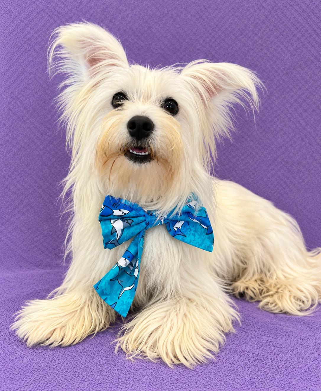 Enlarge Milo (white), a Adoptable mixed breed in Lodi, CA image 4/6