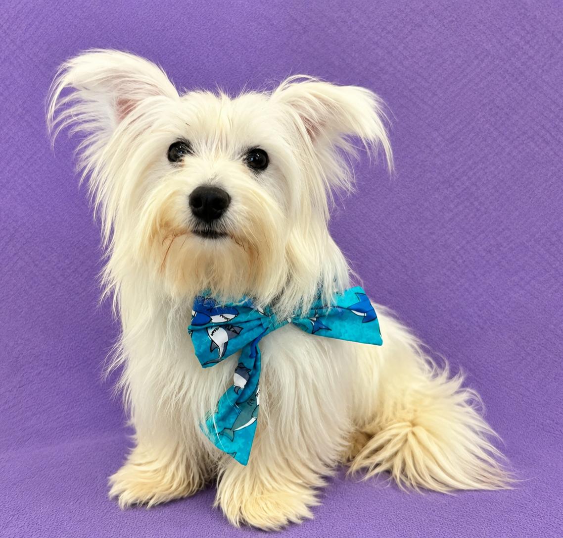 Enlarge Milo (white), a Adoptable mixed breed in Lodi, CA image 5/6