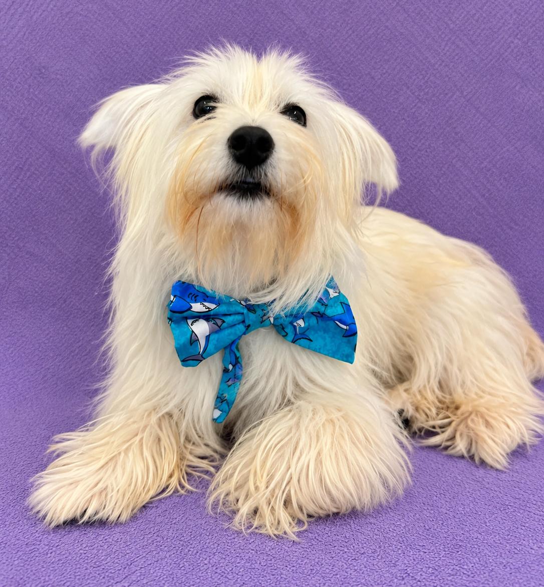 Enlarge Milo (white), a Adoptable mixed breed in Lodi, CA image 2/6