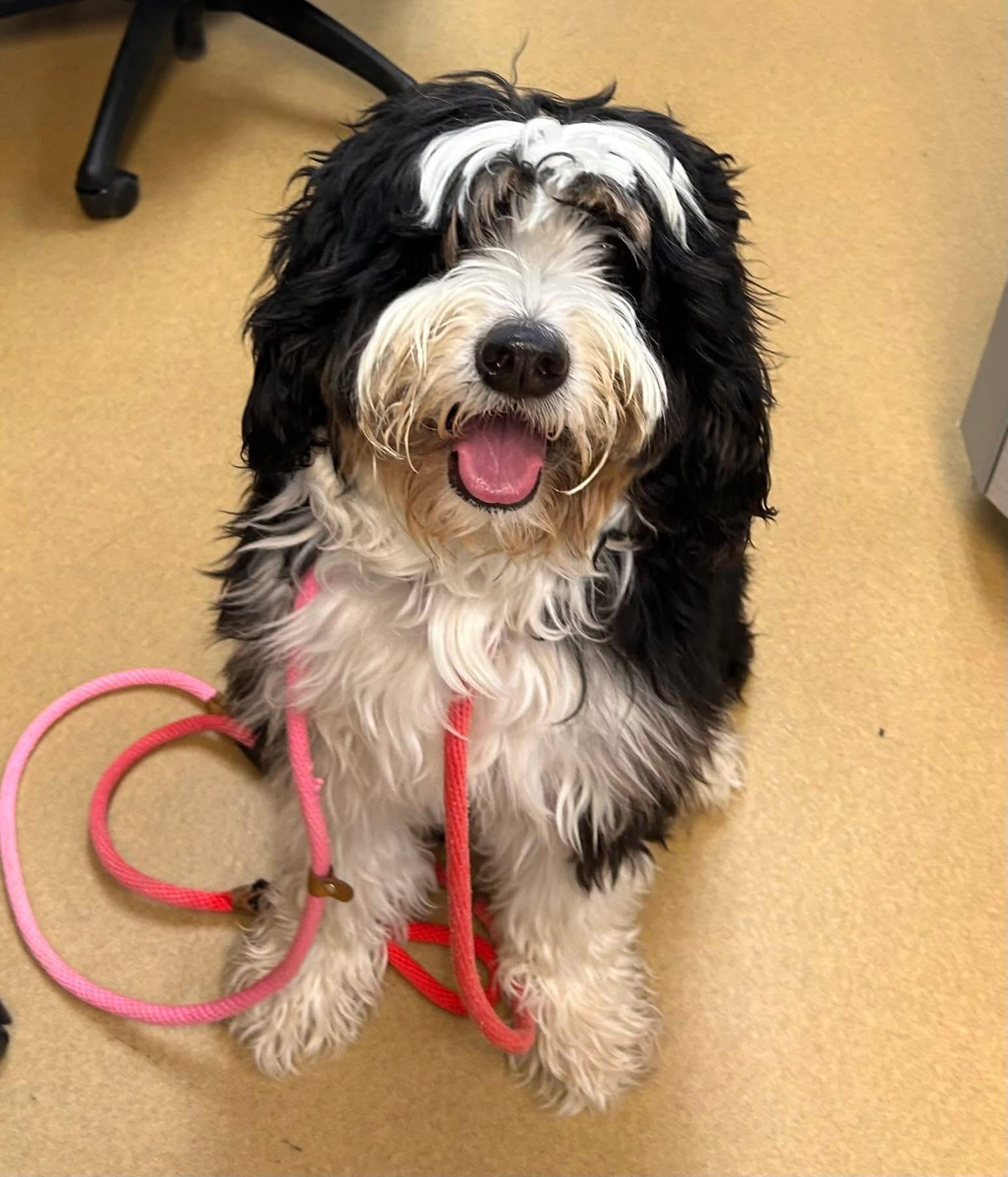 Sweet Linus - FOSTER OR ADOPTER needed, a ADOPTABLE mixed breed in Westland , MI image 4/4