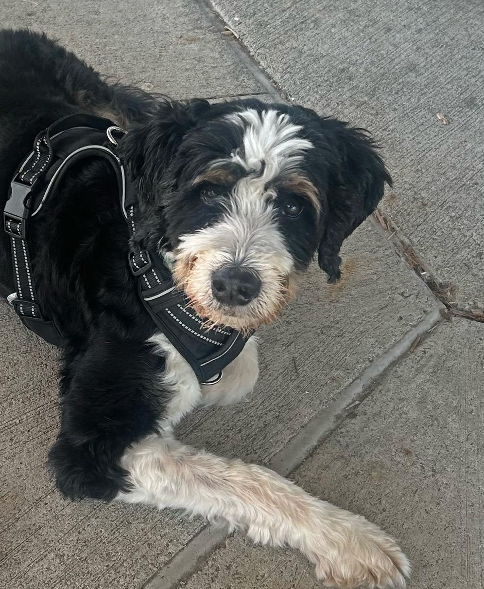 Sweet Linus - FOSTER OR ADOPTER needed, a ADOPTABLE mixed breed in Westland , MI image 2/4