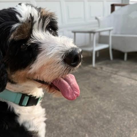 Sweet Linus - FOSTER OR ADOPTER needed, ADOPTABLE, Adult Male Bernese Mountain Dog & Bernedoodle.