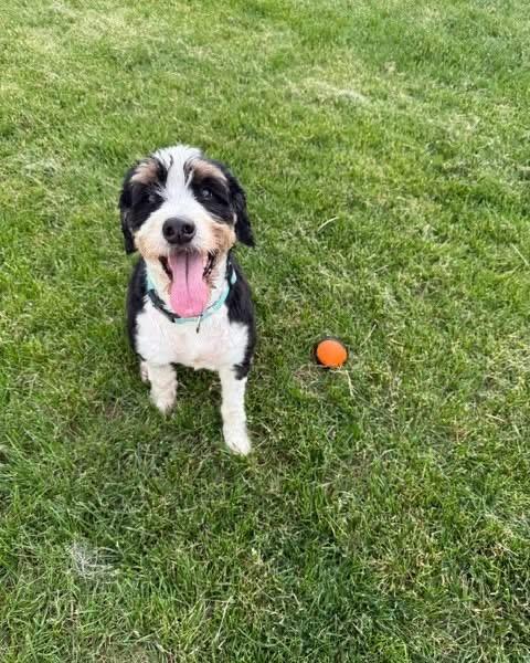 Sweet Linus - FOSTER OR ADOPTER needed, a ADOPTABLE mixed breed in Westland , MI image 3/4