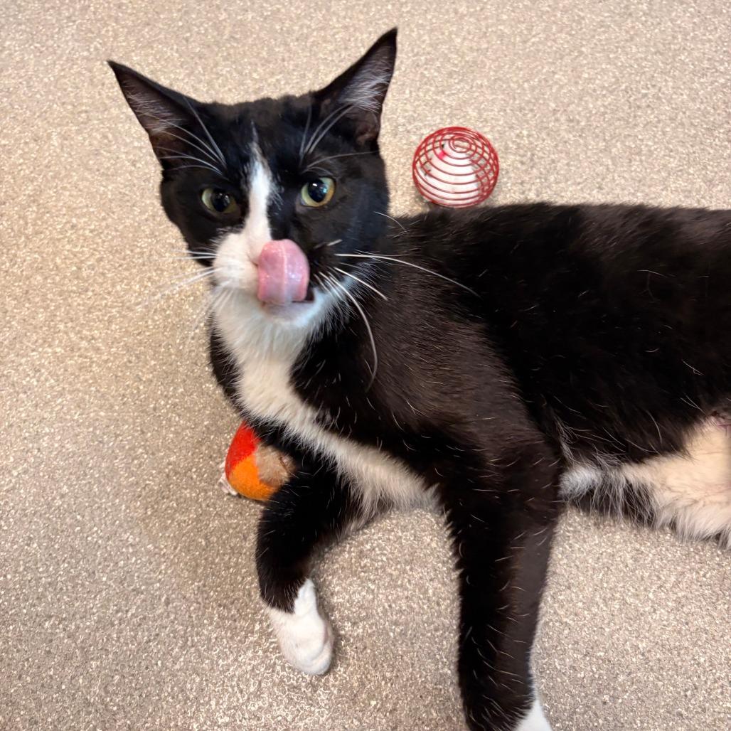 Teddy, a Adoptable Domestic Short Hair in Hailey, ID image 1/6