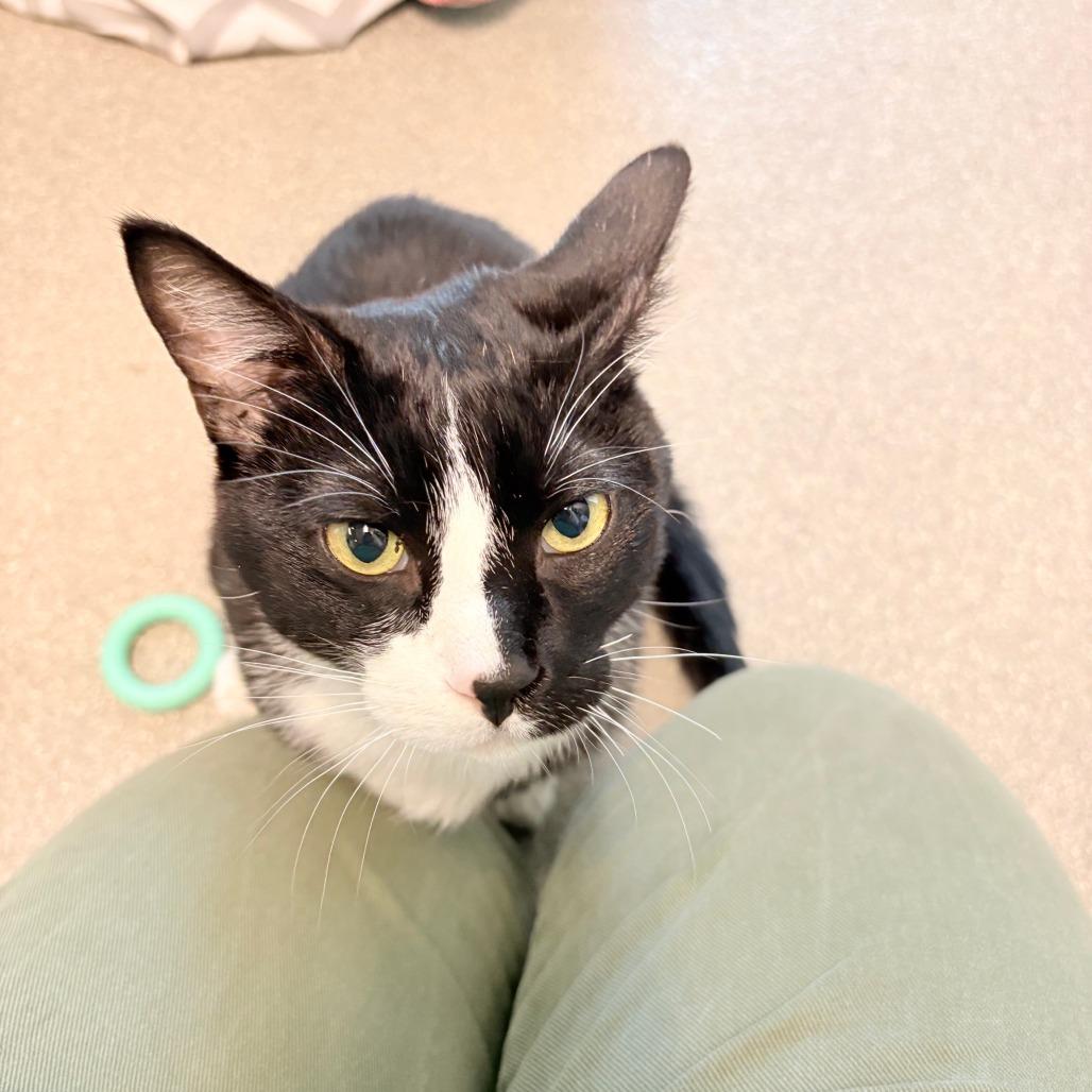 Teddy, a Adoptable Domestic Short Hair in Hailey, ID image 2/6