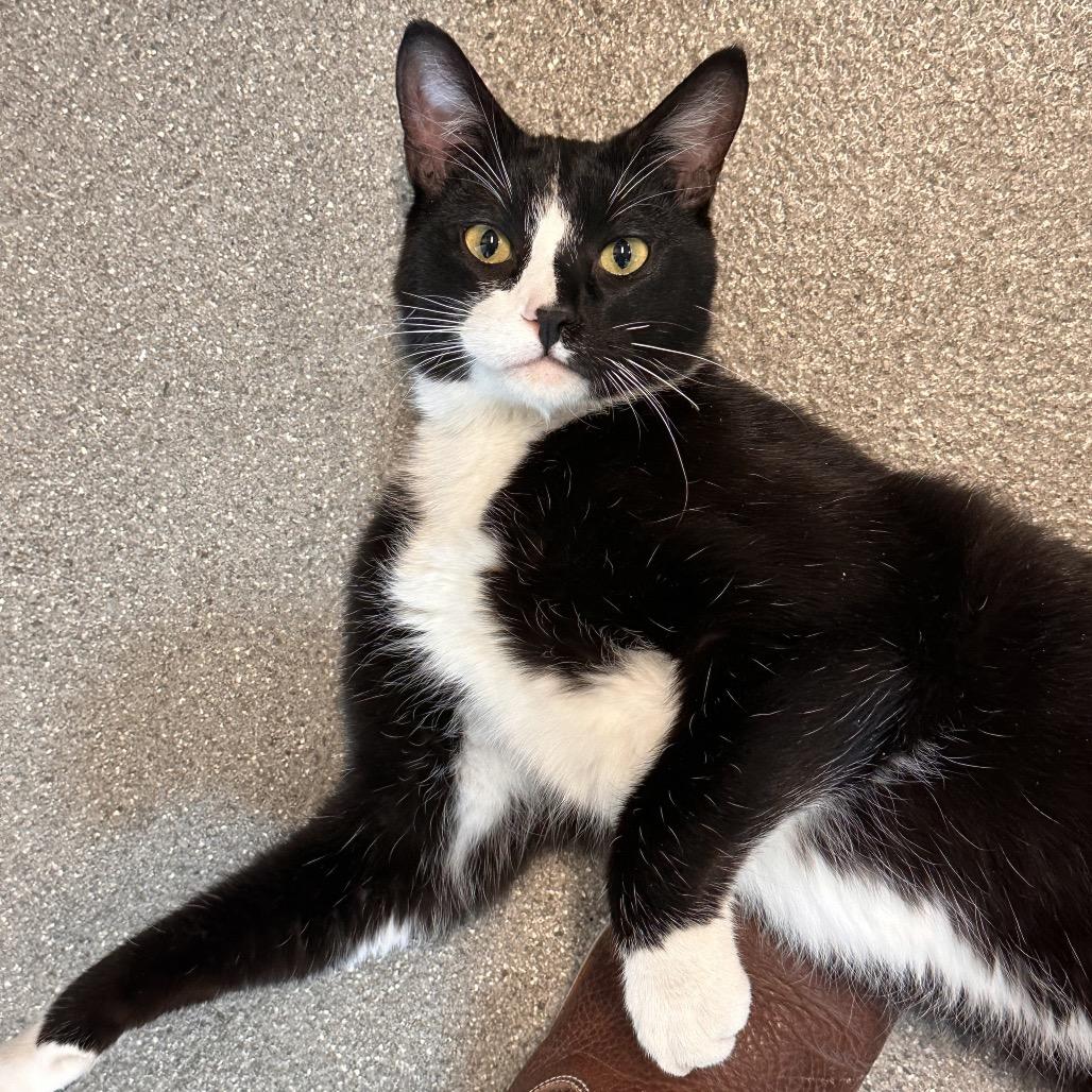 Teddy, a Adoptable Domestic Short Hair in Hailey, ID image 3/6