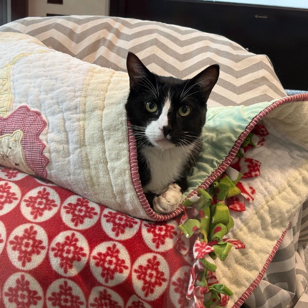 Teddy, a Adoptable Domestic Short Hair in Hailey, ID image 4/6
