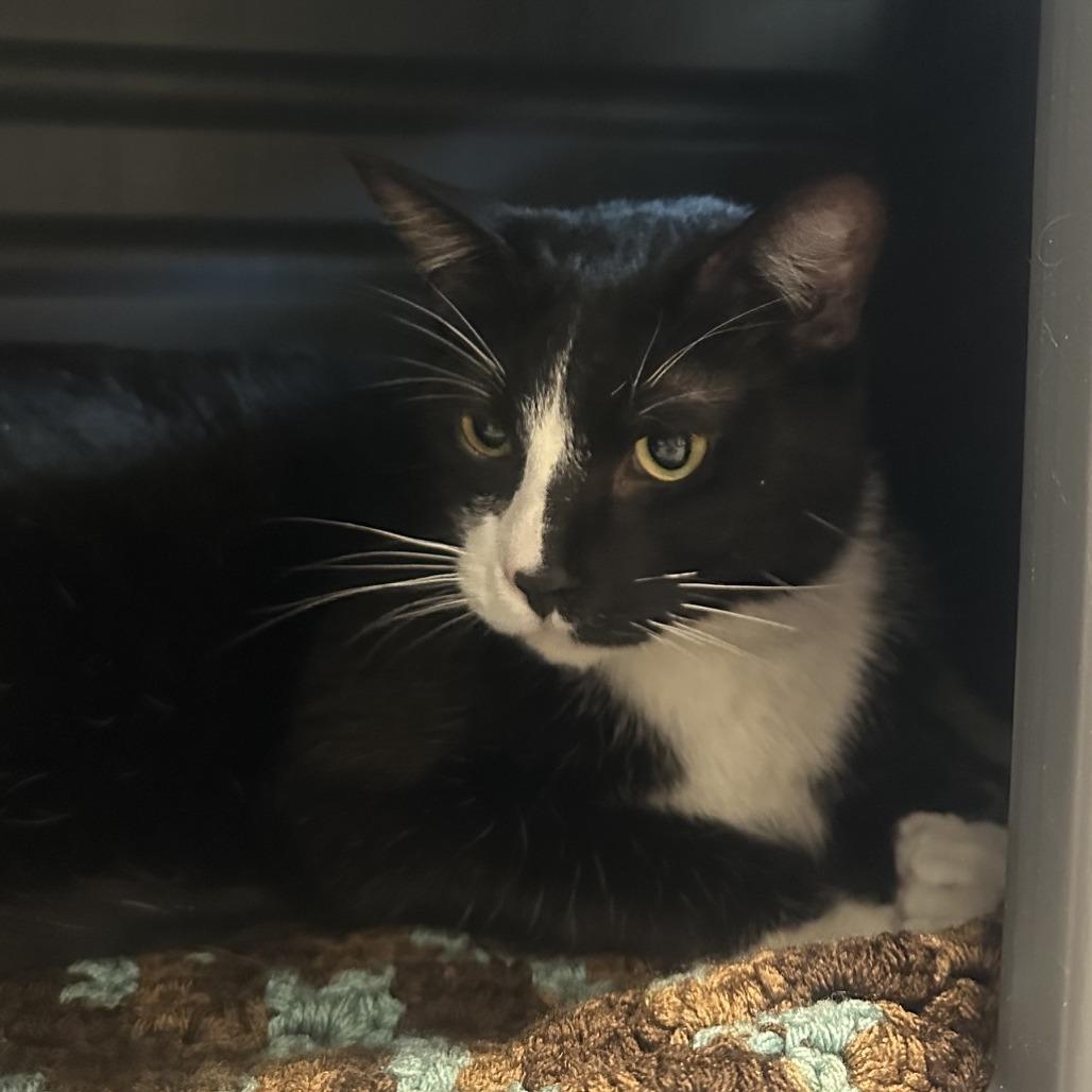 Teddy, a Adoptable Domestic Short Hair in Hailey, ID image 5/6