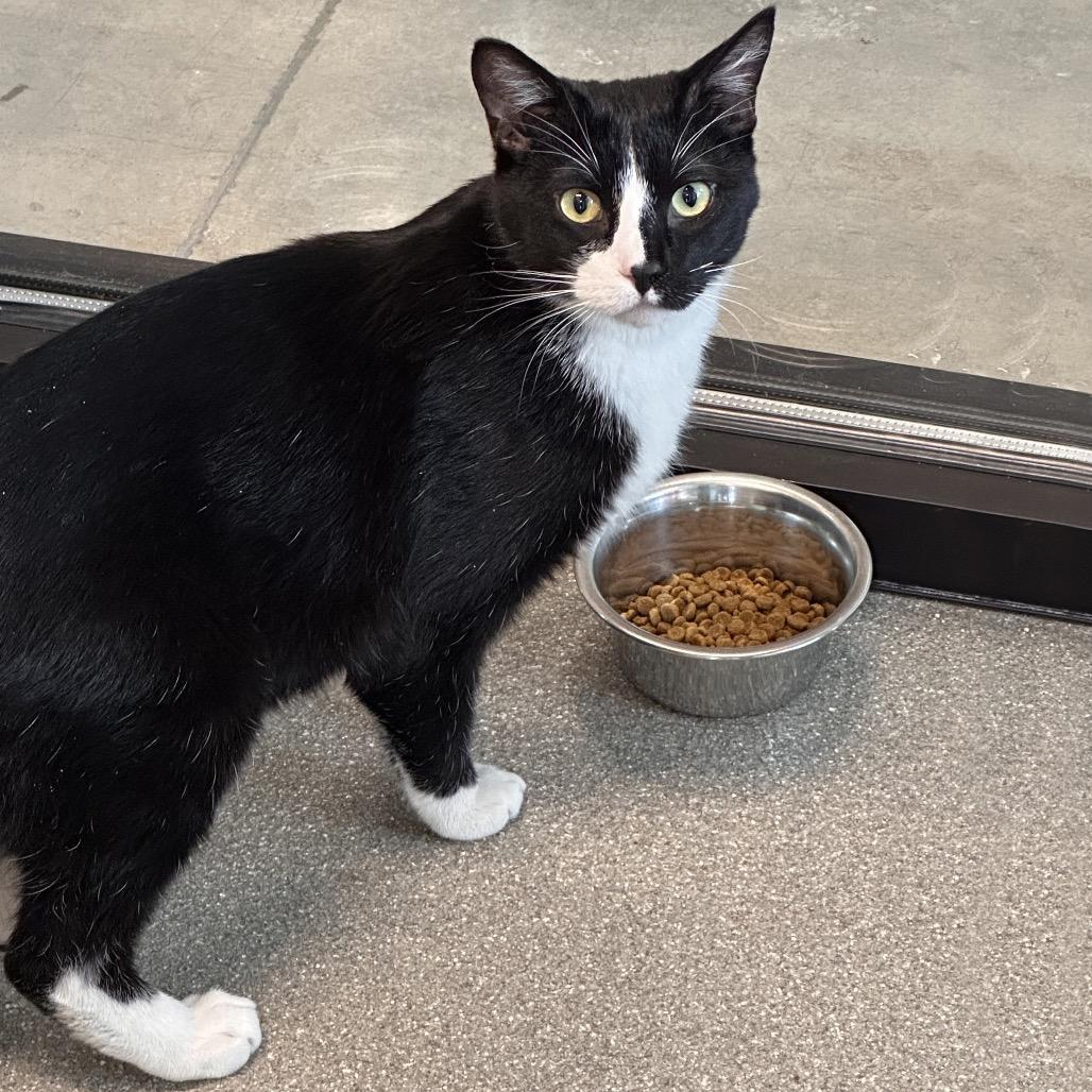 Teddy, a Adoptable Domestic Short Hair in Hailey, ID image 6/6