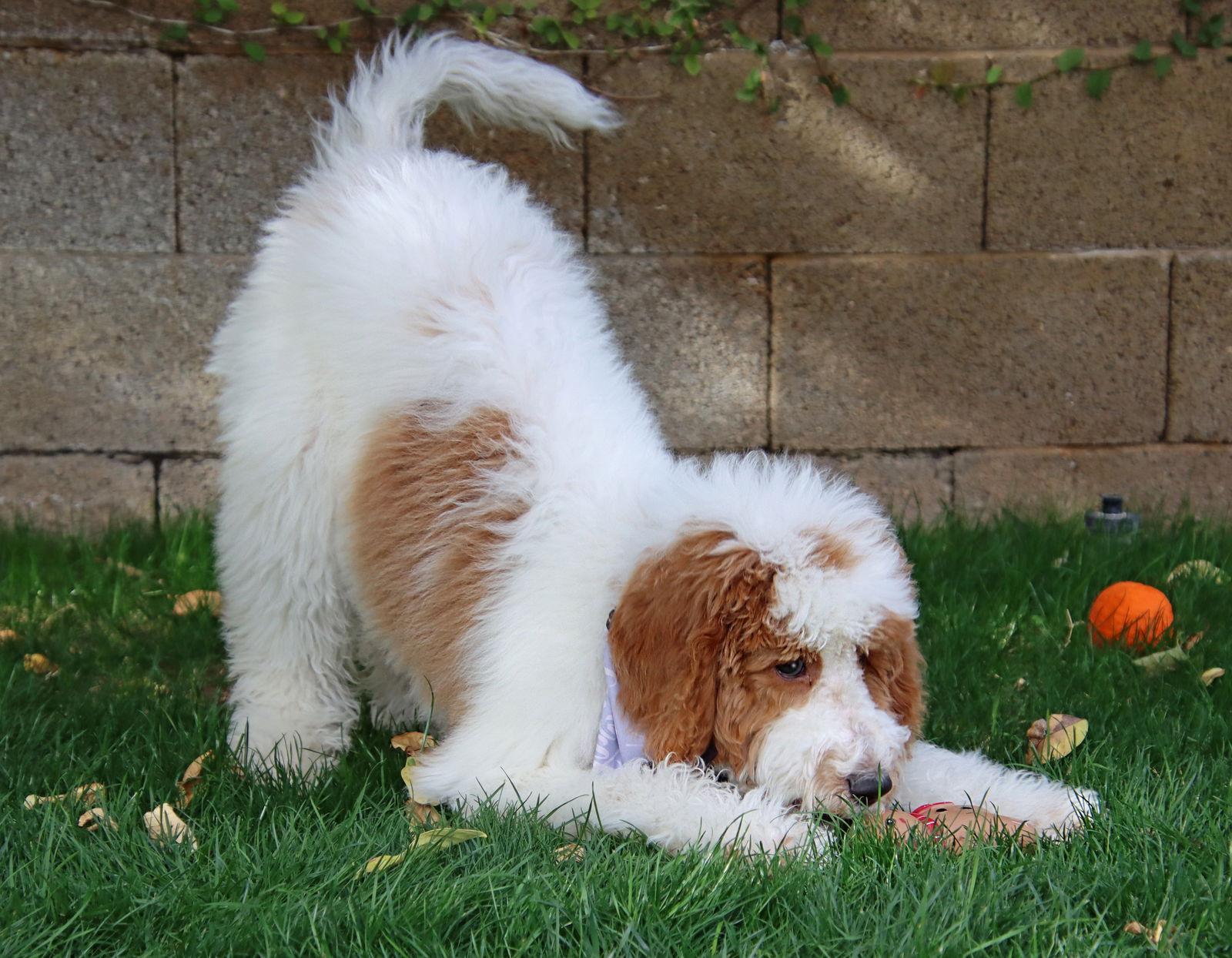 Enlarge Ava/Summer, a Adopted mixed breed in Glendale, AZ image 1/3