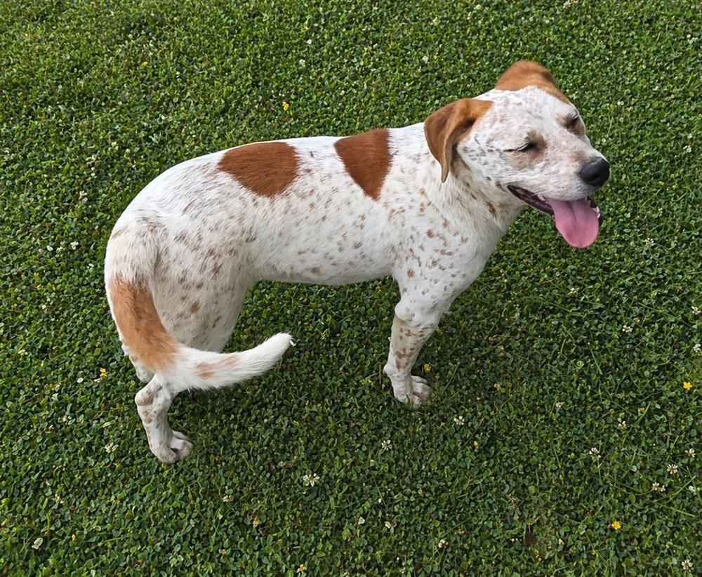 Amy, a Adoptable mixed breed in Boston, MA image 1/5