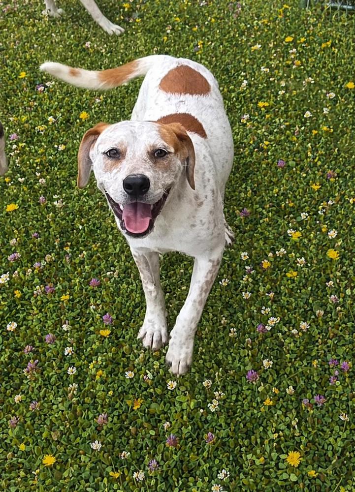 Amy, a Adoptable mixed breed in Boston, MA image 2/5