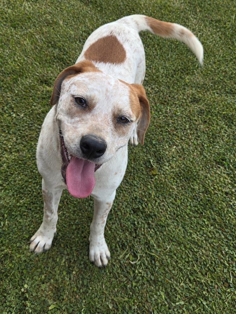 Amy, a Adoptable mixed breed in Boston, MA image 3/5